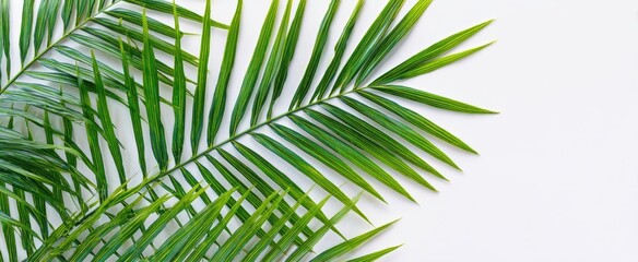 Obraz premium The vibrant green palm leaves create a refreshing tropical ambiance.