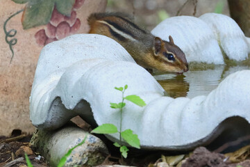 Cute chipmunk sipping water from a birdbath in the ground. 