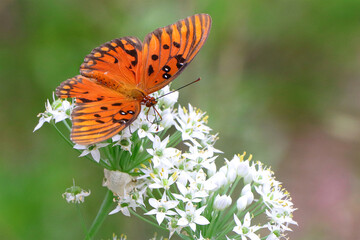 Gulf fritillary orange and black butterfly on colorful flower. 