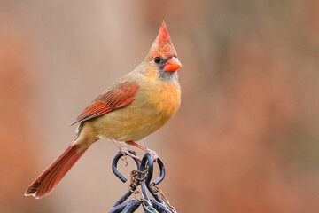 Female norther cardinal perched on ironwork trrellis. 