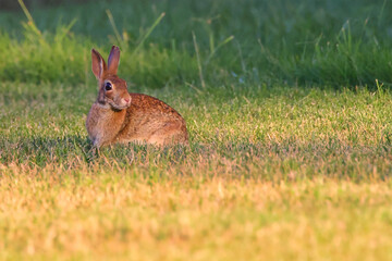 Cottontail bunny rabbits playing in a grass field. 