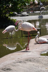 pink flamingo in water