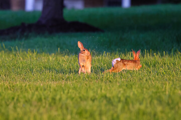 Cottontail bunny rabbits playing in a grass field. 