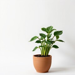 A 4k hyperrealistic image of an isolated green plant in a pot on a white background