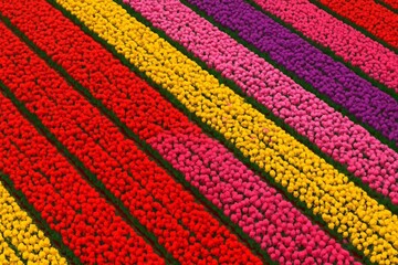 Obraz premium Vibrant Tulip Field Bursting with Color and Life for Spring Celebrations and Floral Designs. Perfect for Nature-Inspired Marketing and Advertising.