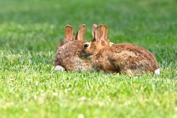 Cottontail bunny rabbits playing in a grass field. 