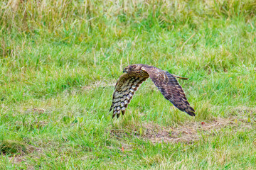 Weibliche Kornweihe ( Circus cyaneus )	
