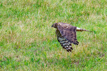 Weibliche Kornweihe ( Circus cyaneus )	
