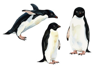 Vector watercolor Adelie penguin / 水彩テイストのアデリーペンギンイラスト