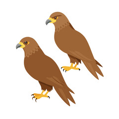 Two brown hawks birds of prey illustration