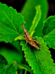 green bug on a leaf