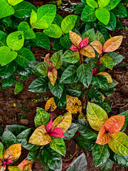colorful autumn leaves