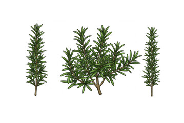 Vibrant green rosemary sprigs and bush for culinary and medicinal uses