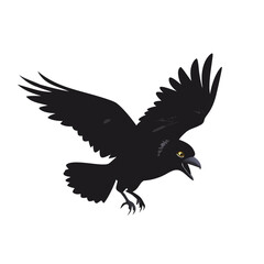 Aggressive black raven in flight illustration