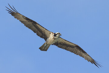 Osprey hovering in flight diving after prey blue sky. 