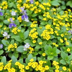 Obraz premium Close up of vibrant yellow and purple flowers with green leaves