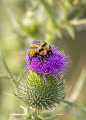 Bumble bees on thistle. 