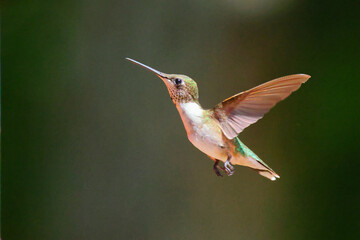 Fototapeta premium Ruby throated hummingbird pollenating colorful flowers. 