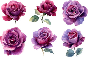 set of pink roses isolated