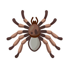 Detailed illustration of a tarantula spider