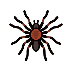 Detailed illustration of a tarantula spider