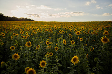 Sunflowers in a field at sunset with a sky. A summer day in agriculture. Ecological concept and cultivated area