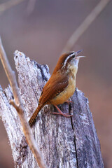 Carolina wren perched in habitat. 