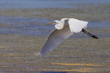 Large white egret bird inflight in saterwater marsh in habitat. 
