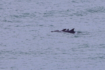 Fototapeta premium Pod of dolphins swimming in bay. 