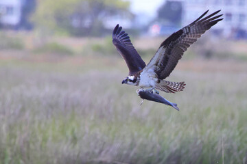Osprey inflight grasping prey. 