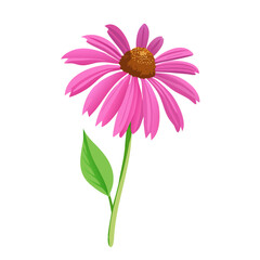 Vibrant purple coneflower botanical illustration