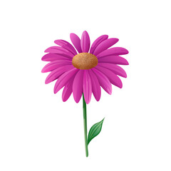 Vibrant purple coneflower botanical illustration