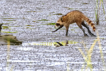 Muddy racoon scampering across saltwater marsh at low tide.  © Mark