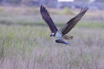 Osprey inflight grasping prey. 
