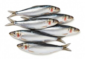 Fototapeta premium Sardines&nbsp;on white background isolated