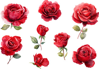 Fototapeta premium red roses isolated on white