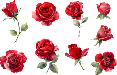 set of red roses isolated