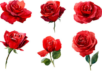 red roses isolated on white