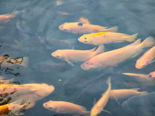 Red Koi Fish Gathering in a Pond Waiting for Food