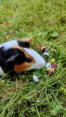 guinea pig in grass