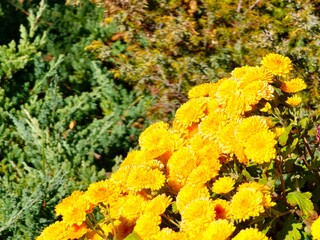 Chrysanthemum morifolium flowerbed with golden yellow color. Autumn composition.