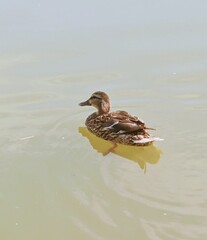 duck in the water