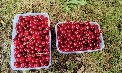 red currant berries