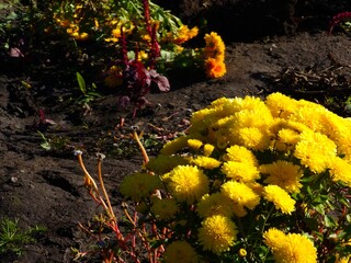 Chrysanthemum morifolium flowerbed with golden yellow color. Chrysanthemum flowers. Autumn...