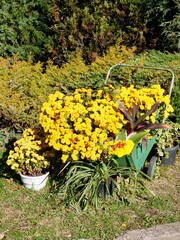 Autumn composition with an emphasis on Chrysanthemum morifolium flowers with golden yellow color. Autumn plants close-up.