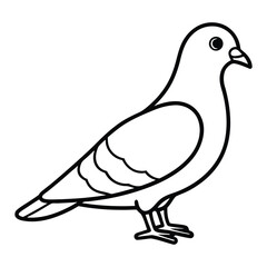 Simple line drawing of a pigeon standing on white background