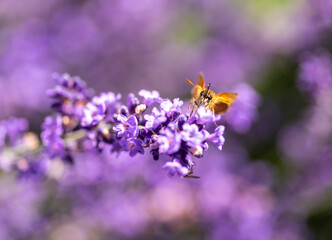 Butterfly pollinating on a flower