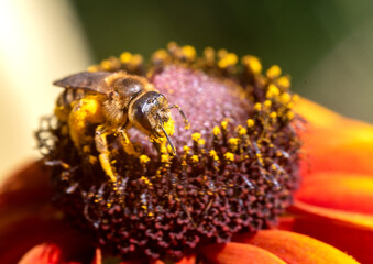 Bee collecting pollen from a flower