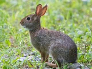 rabbit in the grass
