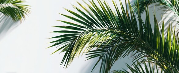 The lush green palm leaves against a bright white wall creating a natural vibe.